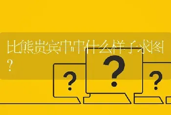 比熊贵宾串串什么样子求图？