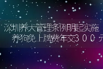 深圳养犬管理条例明起实施养狗免上牌费年交300元