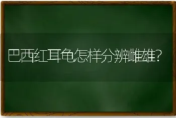 巴西红耳龟怎样分辨雌雄？