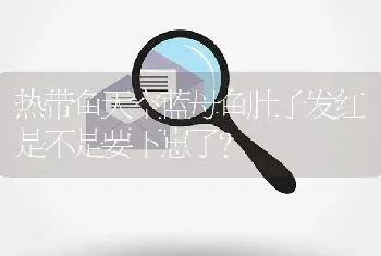 热带鱼天空蓝母鱼肚子发红是不是要下崽了？