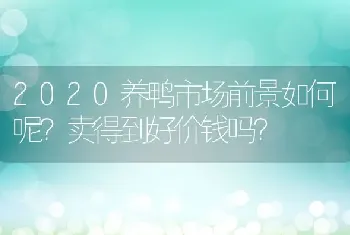 2020养鸭市场前景如何呢？卖得到好价钱吗？