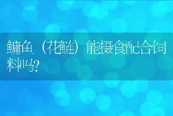 鳙鱼（花鲢）能摄食配合饲料吗？