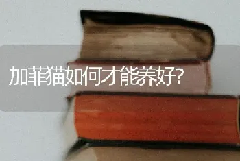 加菲猫如何才能养好？