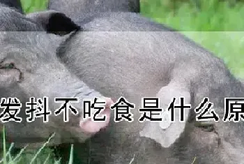 猪发抖不吃食是什么原因