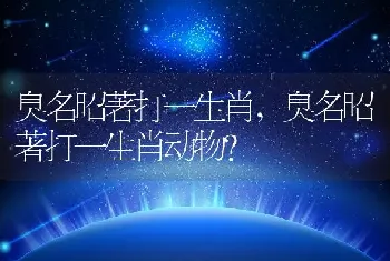 臭名昭著打一生肖，臭名昭著打一生肖动物？