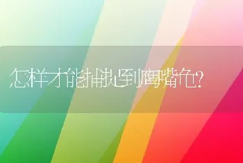 怎样才能捕捉到鹰嘴龟？