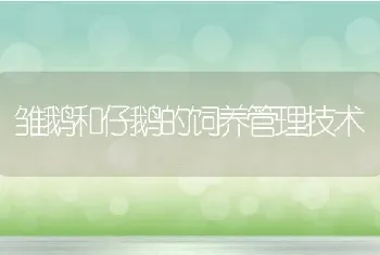 雏鹅和仔鹅的饲养管理技术