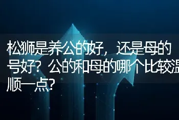 松狮是养公的好，还是母的号好？公的和母的哪个比较温顺一点？