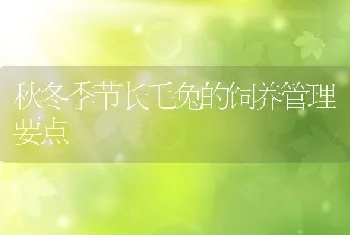 秋冬季节长毛兔的饲养管理要点