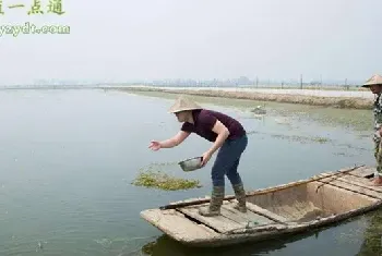 高温持续，养蟹注意避免蟹塘增氧管理四误区