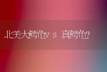 北美大鳄龟vs真鳄龟？