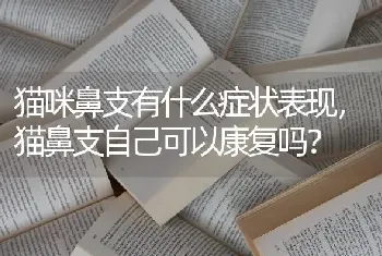 猫咪鼻支有什么症状表现，猫鼻支自己可以康复吗？