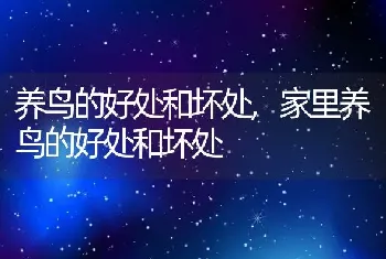 养鸟的好处和坏处，家里养鸟的好处和坏处