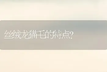 丝绒龙猫毛的特点？