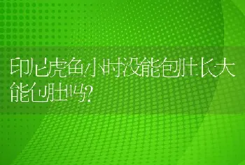 印尼虎鱼小时没能包肚长大能包肚吗？