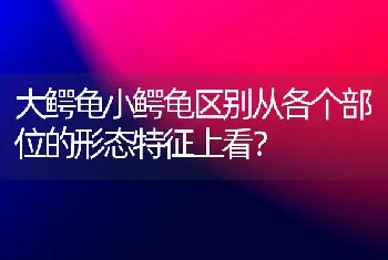 大鳄龟小鳄龟区别从各个部位的形态特征上看？