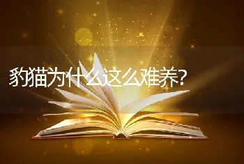 豹猫为什么这么难养？