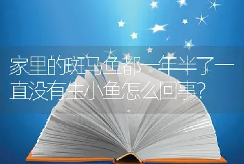 家里的斑马鱼都一年半了一直没有生小鱼怎么回事？