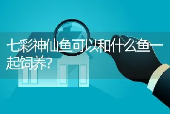 七彩神仙鱼可以和什么鱼一起饲养？