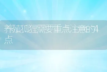 养殖狐狸需要重点注意的4点