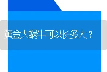 黄金大蜗牛可以长多大？