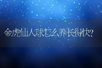 金虎仙人球怎么养长得快？