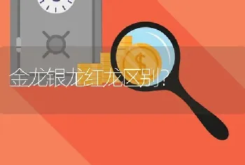 金龙银龙红龙区别？