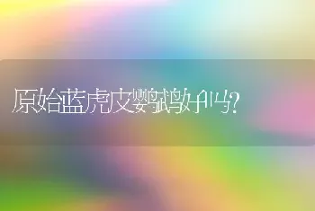 原始蓝虎皮鹦鹉好吗？