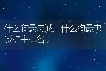 什么狗最忠诚，什么狗最忠诚护主排名