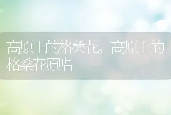 高原上的格桑花，高原上的格桑花原唱