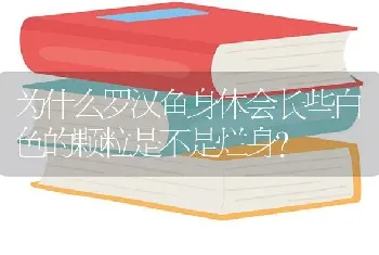 为什么罗汉鱼身体会长些白色的颗粒是不是烂身？