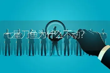 七星刀鱼为什么不动？