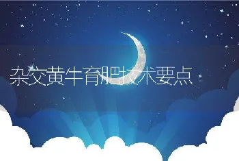 杂交黄牛育肥技术要点