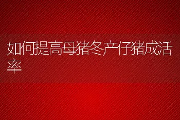 如何提高母猪冬产仔猪成活率