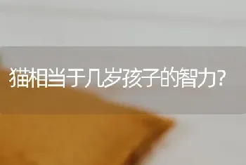 猫相当于几岁孩子的智力？