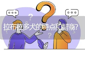 拉布拉多犬的特点和智商？