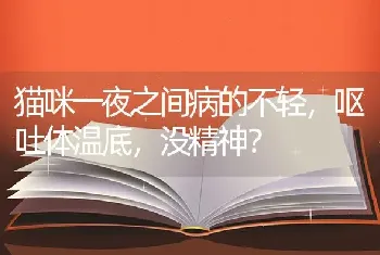 猫咪一夜之间病的不轻，呕吐体温底，没精神？