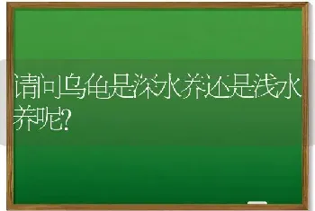 请问乌龟是深水养还是浅水养呢？