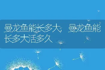 曼龙鱼能长多大，曼龙鱼能长多大活多久