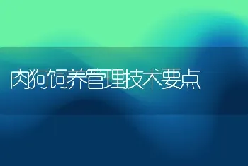 肉狗饲养管理技术要点