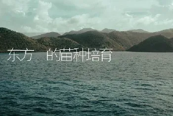 东方鲀的苗种培育