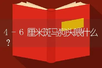 4-6厘米斑马狗头喂什么？