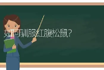 如何驯服红腹松鼠？