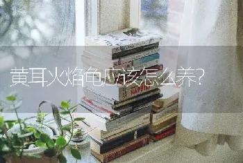 黄耳火焰龟应该怎么养？