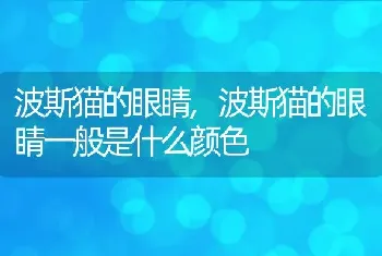 波斯猫的眼睛，波斯猫的眼睛一般是什么颜色