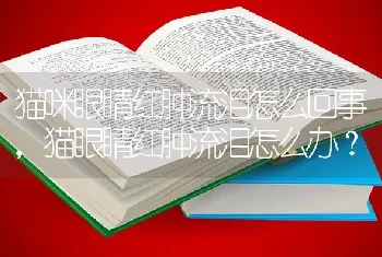 猫咪眼睛红肿流泪怎么回事，猫眼睛红肿流泪怎么办？