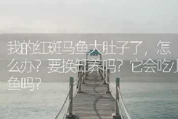 我的红斑马鱼大肚子了，怎么办？要换缸养吗？它会吃小鱼吗？