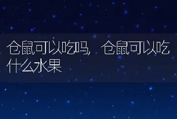 仓鼠可以吃吗，仓鼠可以吃什么水果