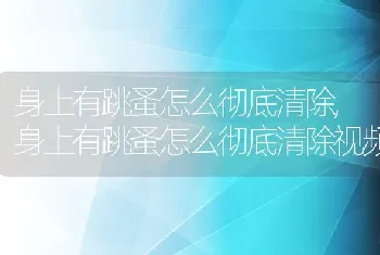 身上有跳蚤怎么彻底清除，身上有跳蚤怎么彻底清除视频