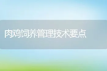 肉鸡饲养管理技术要点